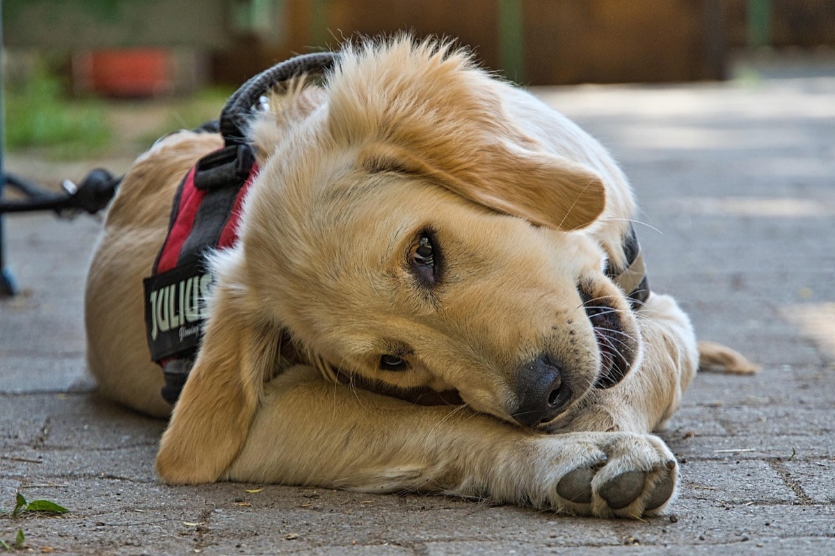 Golden retriever wearing an assistance dog training vest