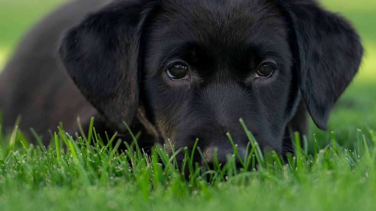 Black Labrador puppy sitting in grass during a training session